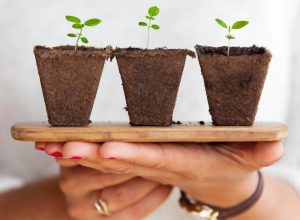 Five new seedlings